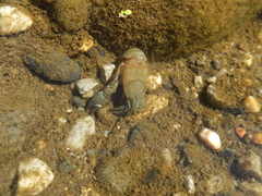 Pacifastacus leniusculus