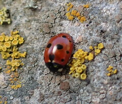 Coccinella undecimpunctata
