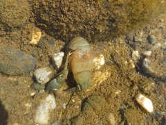 Pacifastacus leniusculus