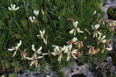 Trifolium polyphyllum