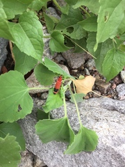 Chauliognathus lecontei