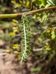 Aceria kiefferi