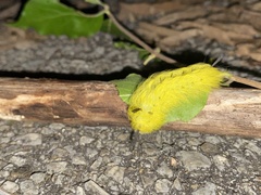 Apatelodes torrefacta