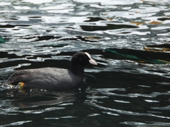 Fulica atra