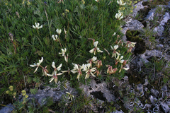 Trifolium polyphyllum