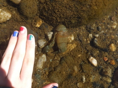 Pacifastacus leniusculus