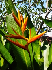Heliconia psittacorum