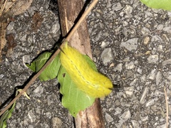 Apatelodes torrefacta