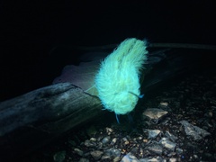 Apatelodes torrefacta