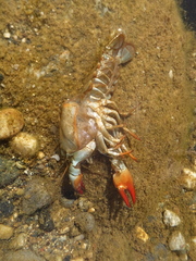 Pacifastacus leniusculus