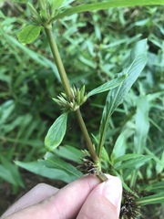 Hygrophila lacustris