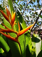 Heliconia psittacorum