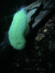 Apatelodes torrefacta