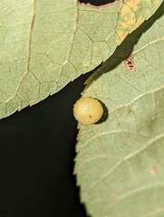 Caryomyia