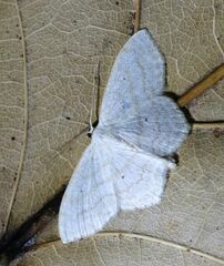 Scopula junctaria