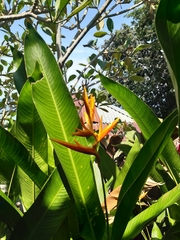 Heliconia psittacorum