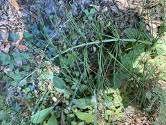 Equisetum telmateia
