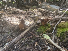 Gyromitra infula