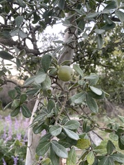 Diospyros texana