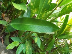 Heliconia psittacorum