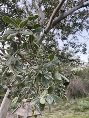 Diospyros texana