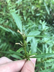 Hygrophila lacustris