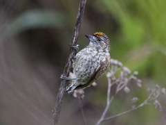 Picumnus squamulatus