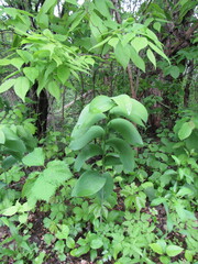 Polygonatum