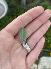 Diospyros texana