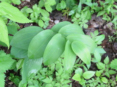 Polygonatum