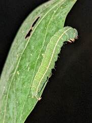 Panopoda