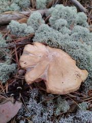 Cortinarius caperatus