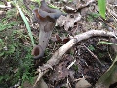 Craterellus fallax
