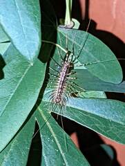 Scutigera coleoptrata