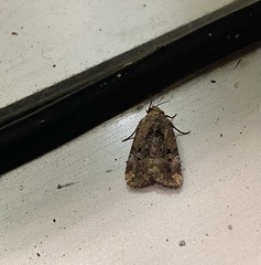 Elaphria chalcedonia