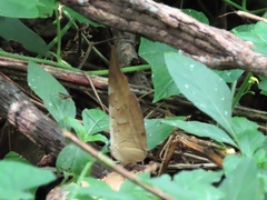 Archaeoprepona demophon