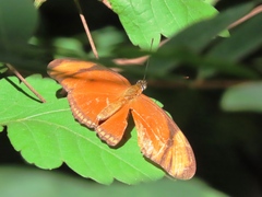 Dryas iulia