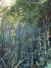 Equisetum hyemale