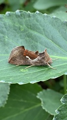 Anagrapha falcifera