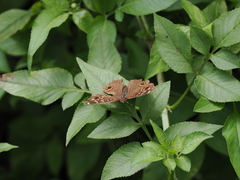 Junonia lemonias aenaria