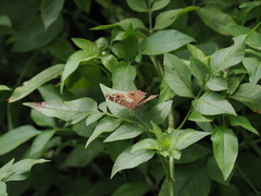 Junonia lemonias aenaria