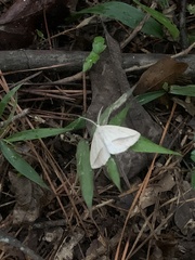 Lychnosea intermicata