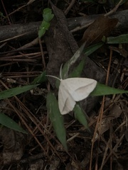 Lychnosea intermicata