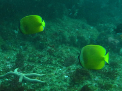 Chaetodon kleinii