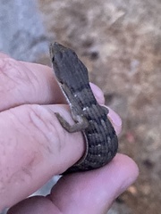 Elgaria multicarinata webbii