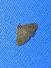 Pyraustini