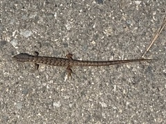 Elgaria multicarinata webbii