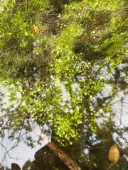 Piperales