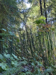 Equisetum hyemale