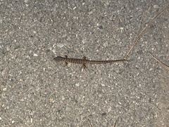 Elgaria multicarinata webbii